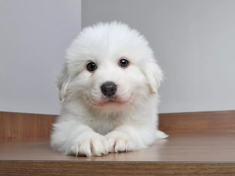 Great Pyrenees