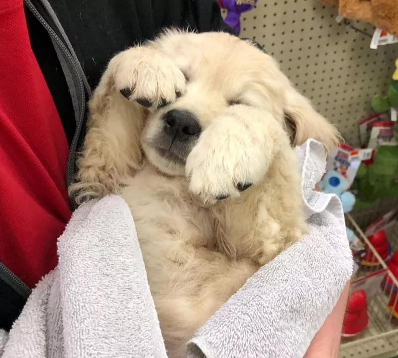 Golden retriever puppy