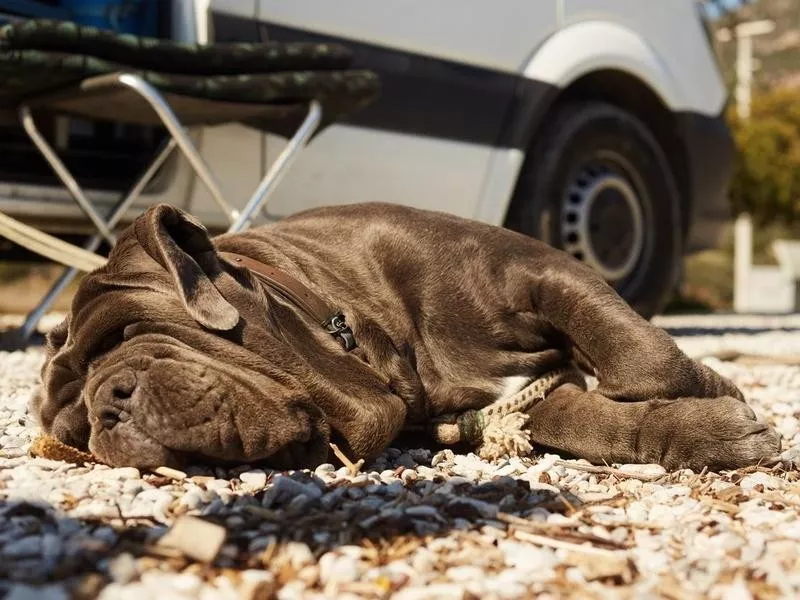 Neapolitan Mastiff