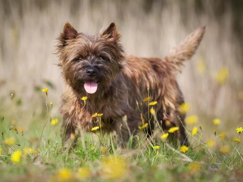 Cairn terrier