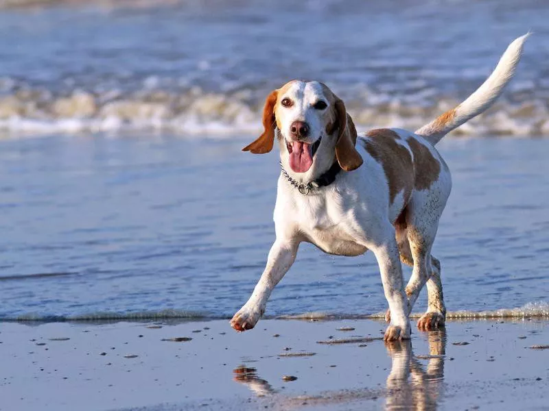 Cute beagle