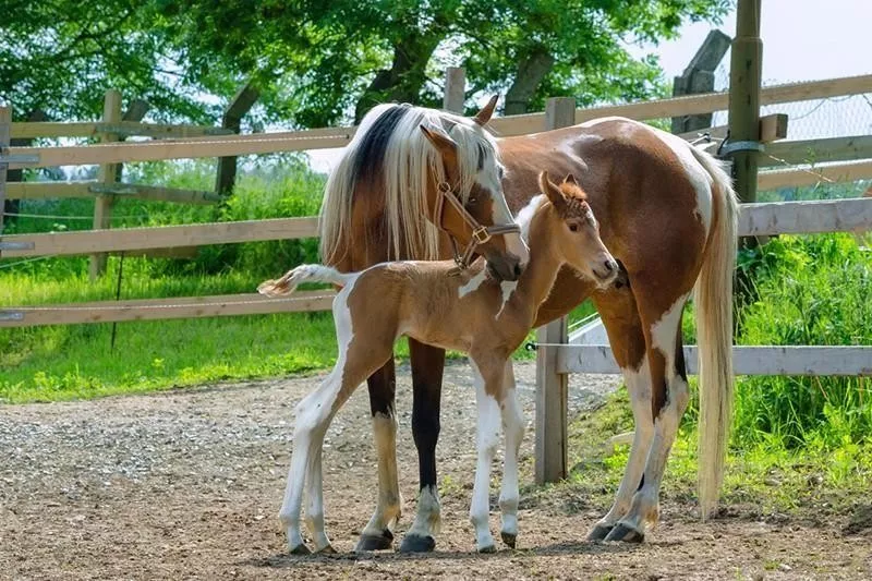 mare and foal