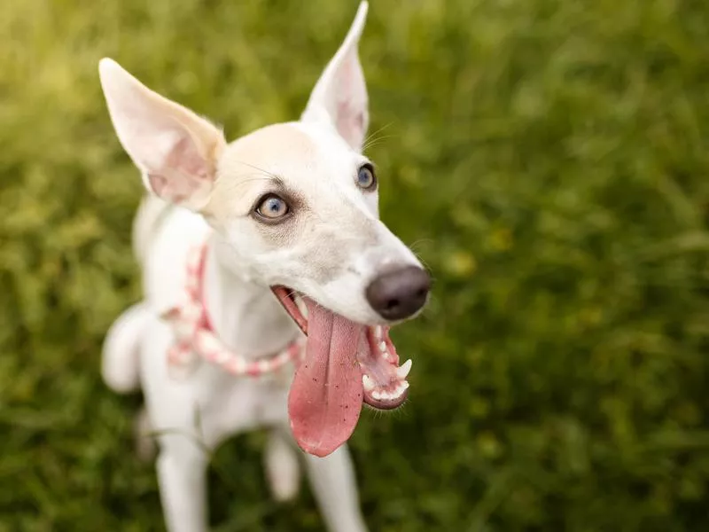 Whippet pup