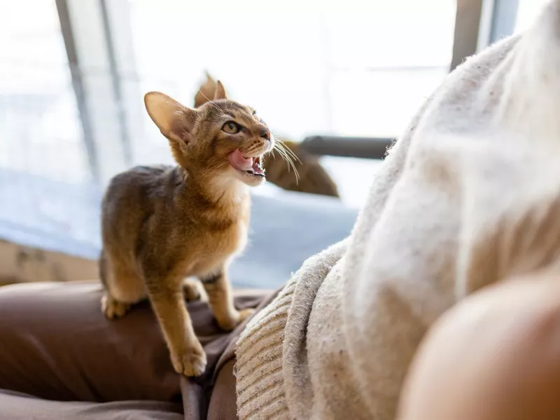 Abyssinian cat