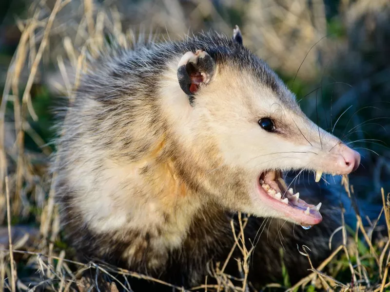 fierce possum