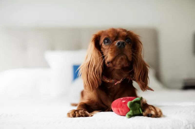 Puppy spaniel