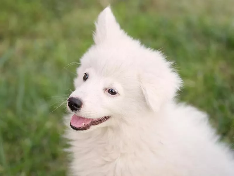 japanese spitz