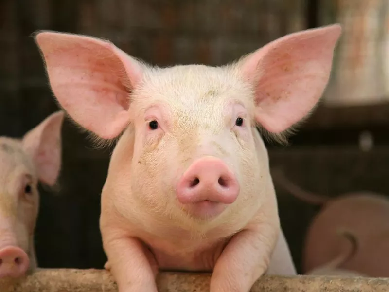 Pig leaning on railing