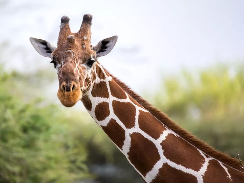 Giraffe