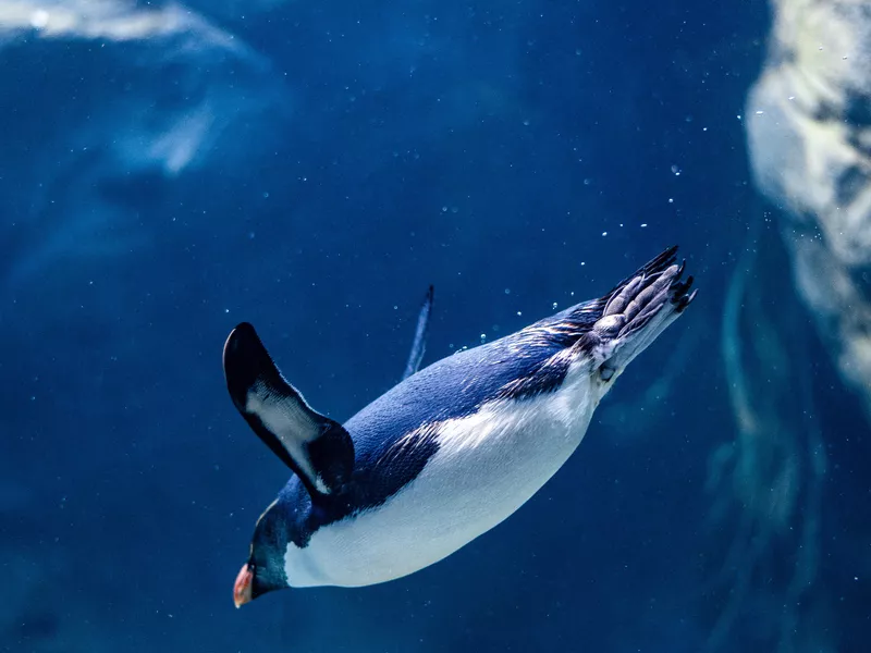 Penguin swimming underwater