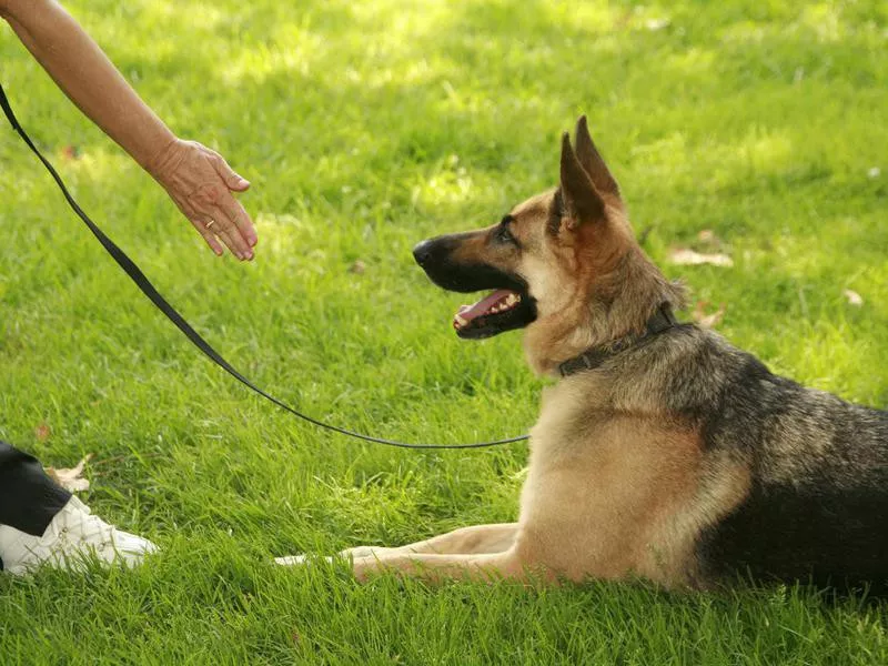 German shepherd listening to command