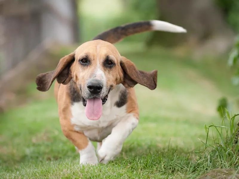 Basset Hound