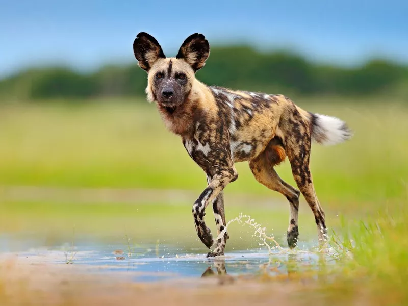 African Wild Dog Running