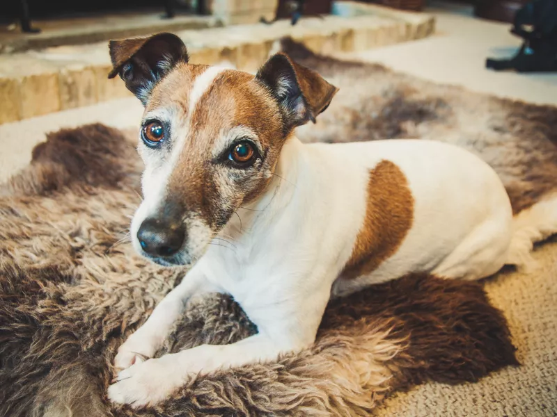 Cam dog relaxing on a rug