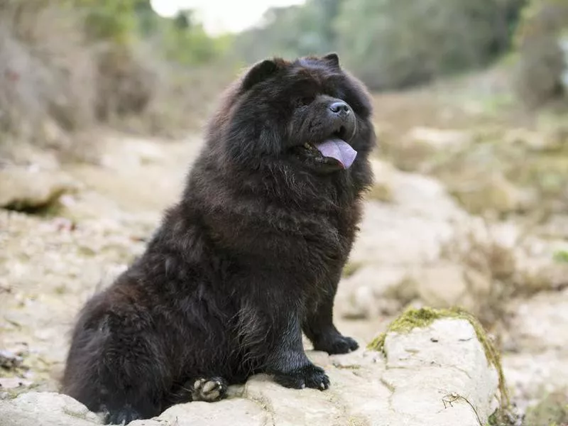 chow chow lazy