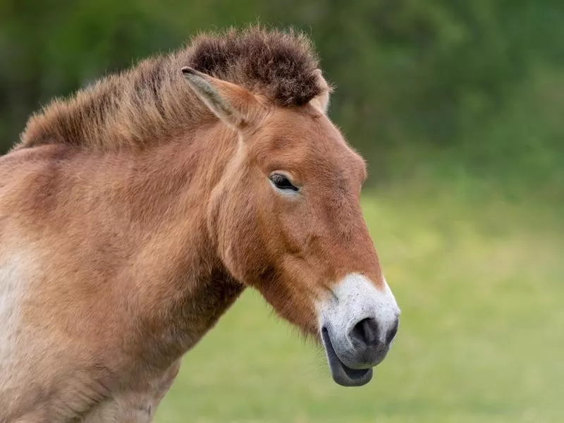 Przewalski’s Horse