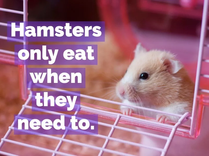 hamster