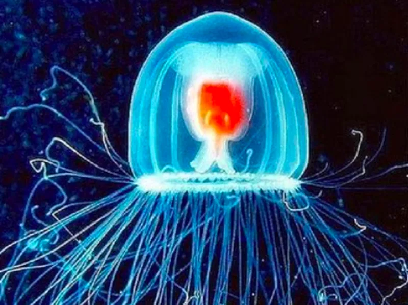 Turritopsis