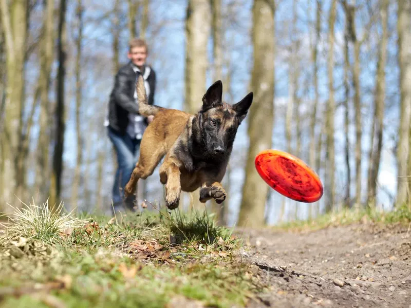 German Shepard Chasing Frisbee