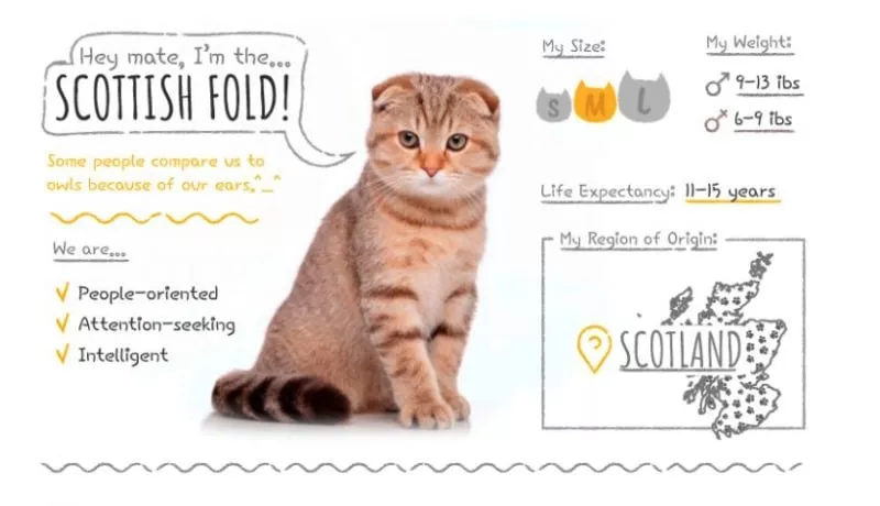 Scottish Fold stats