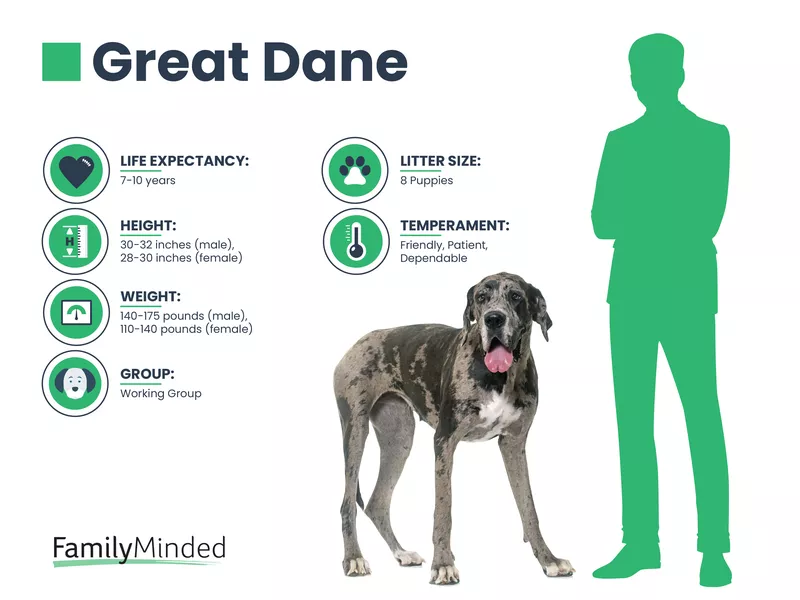 Great Dane info