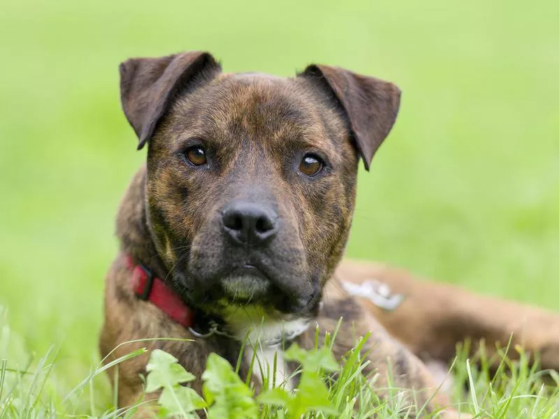 Staffordshire Bull Terrier