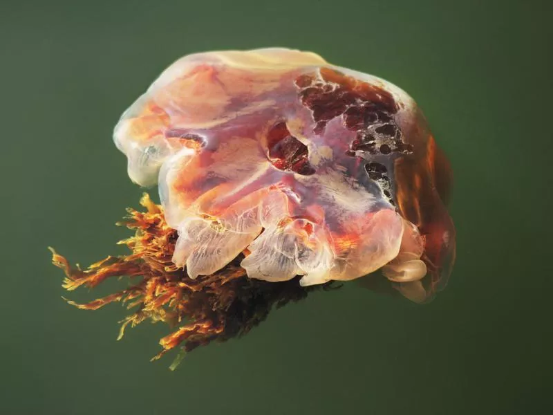 Lion’s Mane Jellyfish