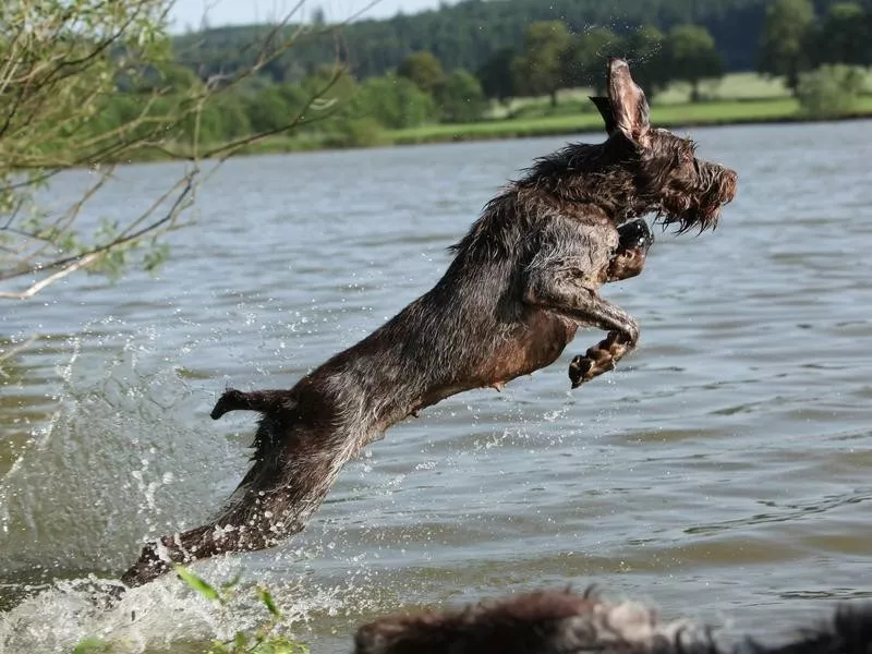 Spinone Italiano