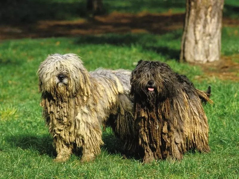 Bergamasco sheepdog