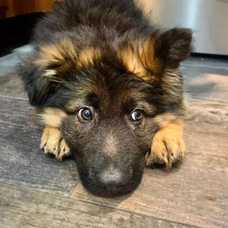 Cute German shepherd puppy