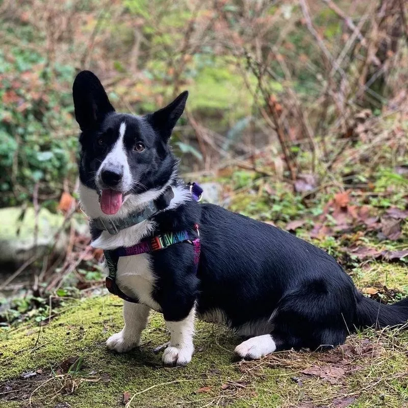 Cardigan Welsh Corgi