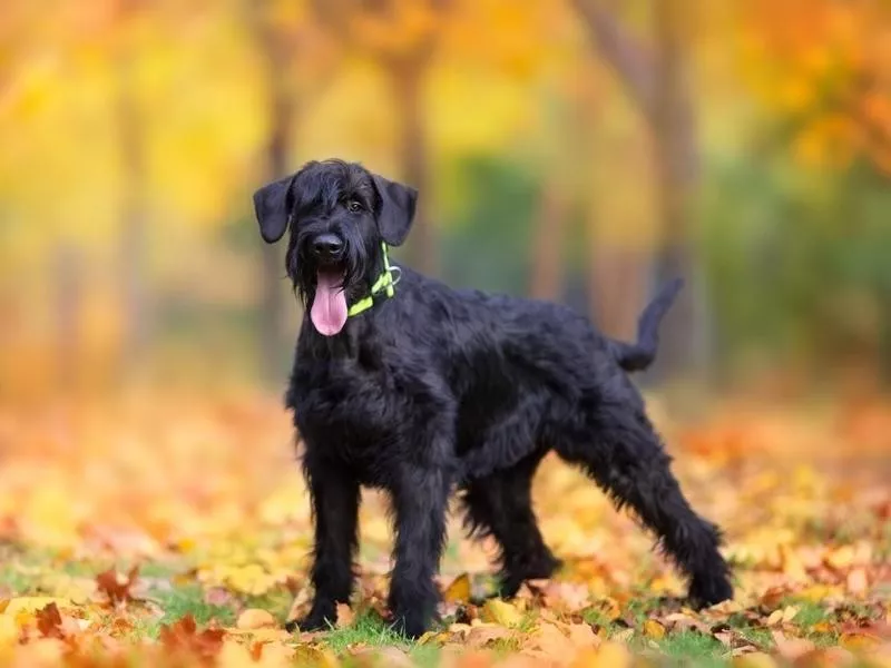 Giant Schnauzer