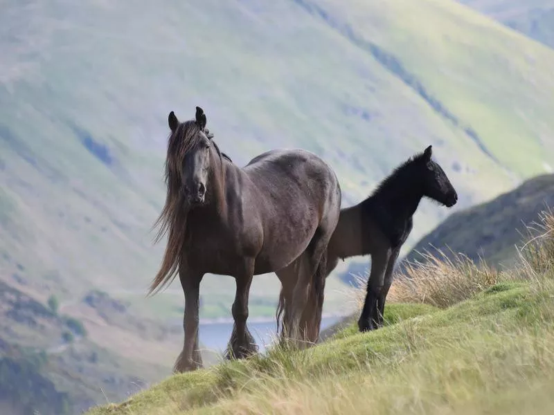 Mare and foal fell ponies