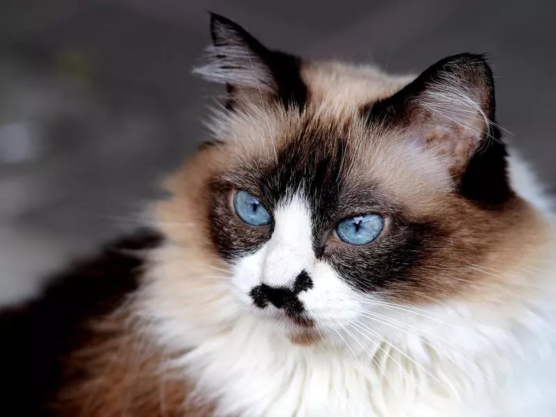 cute himalayan cat