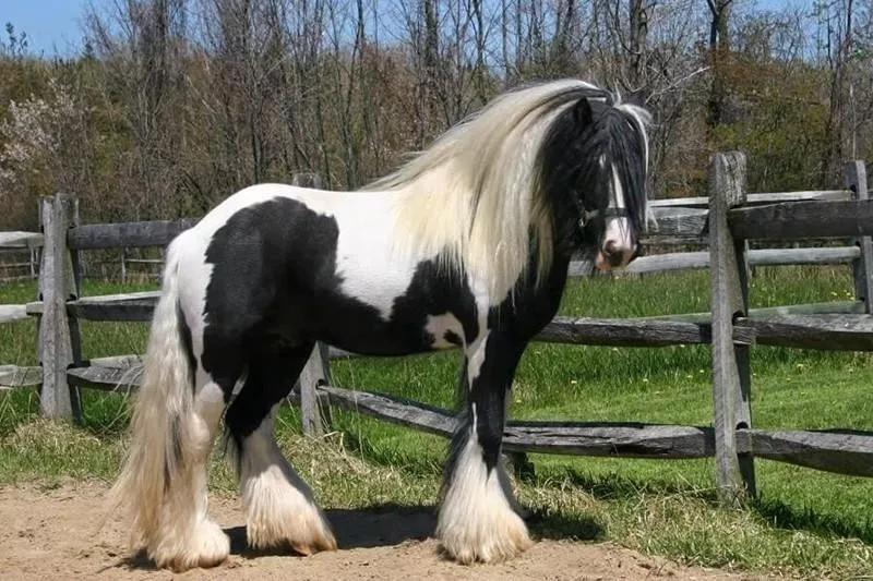 mini gypsy horses