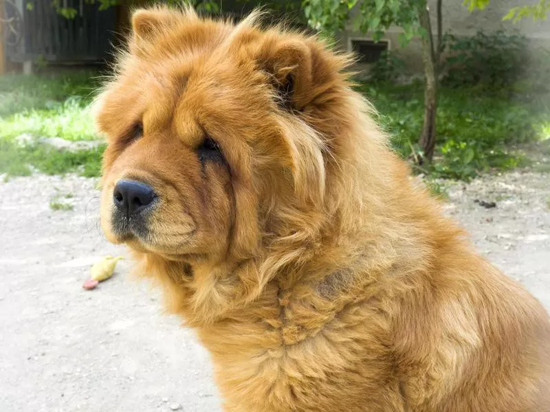 Brown chow chow dog