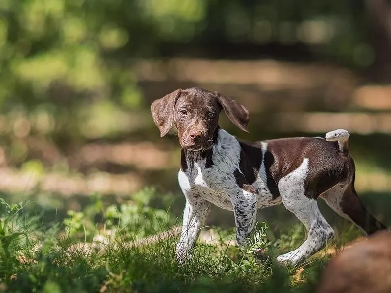 German Shorthaired Pointer