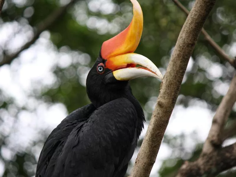 Rhinoceros Hornbill