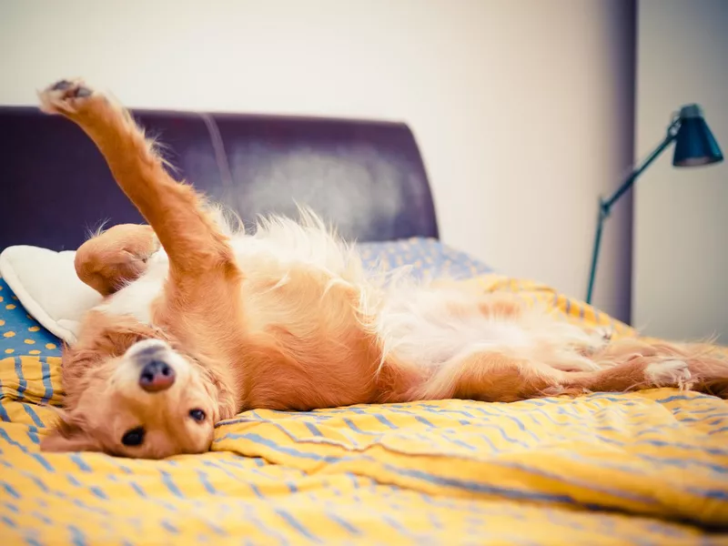 Golden Retriever on bed