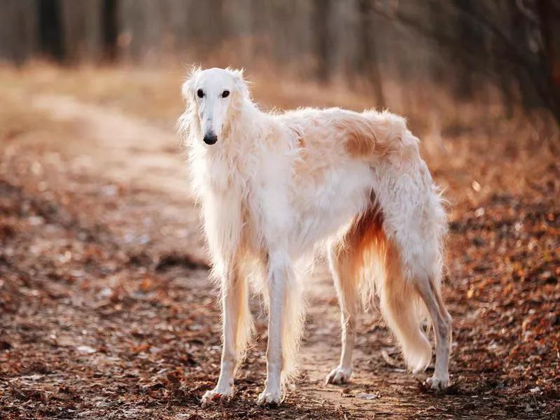 Goofiest Dog Breeds: Borzoi