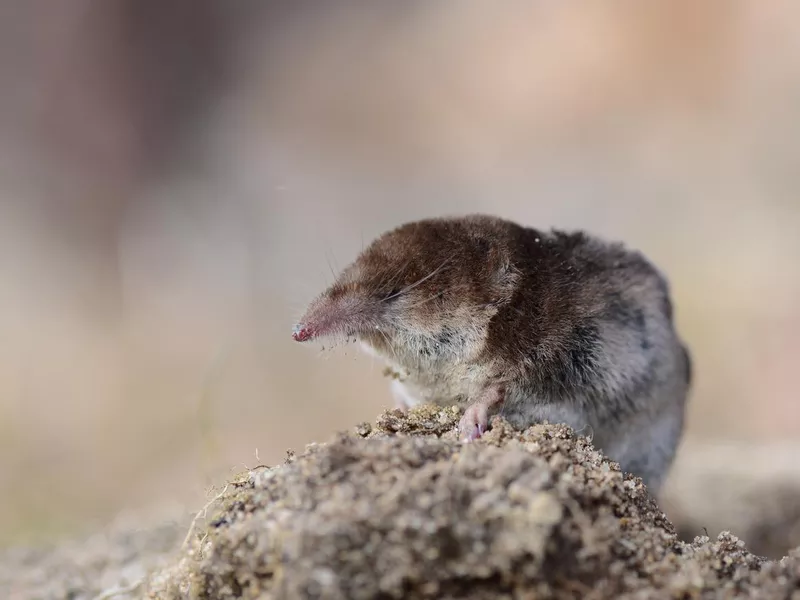 Pygmy shrew