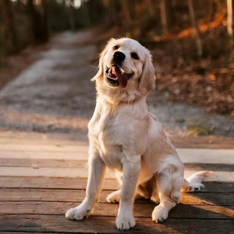 Golden Retriever