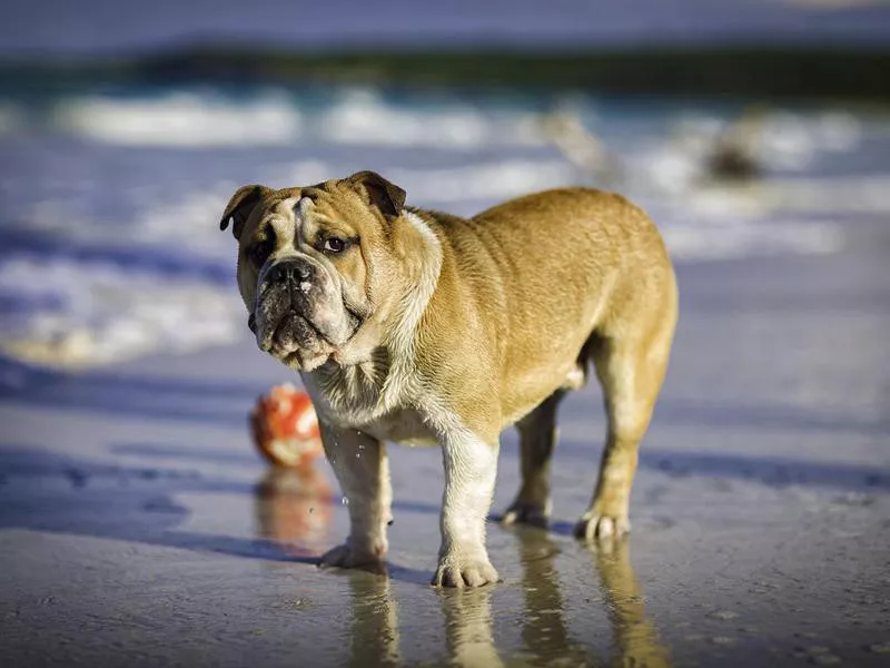 english bulldog