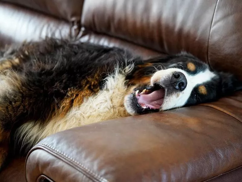 Bernese Mountain Dog