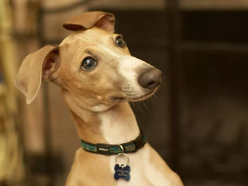 Greyhound dog with eyes wide open