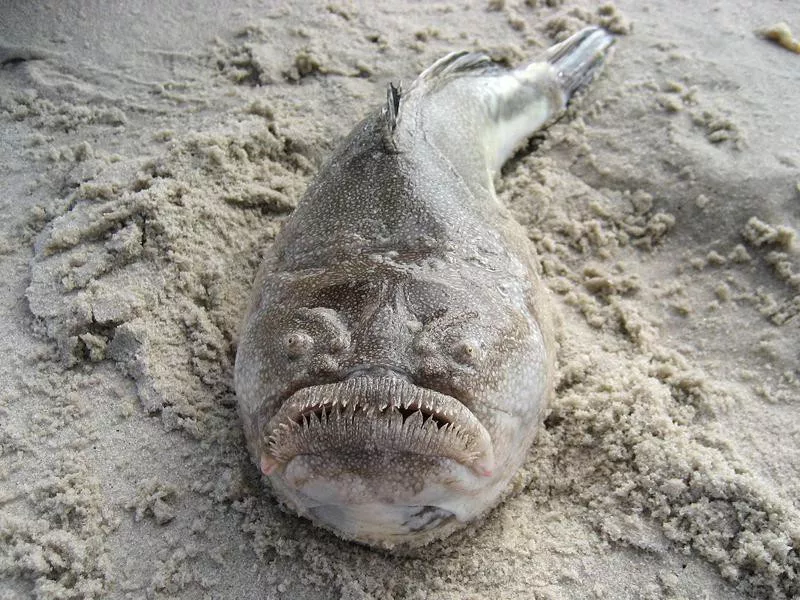 Northern Stargazer Fish