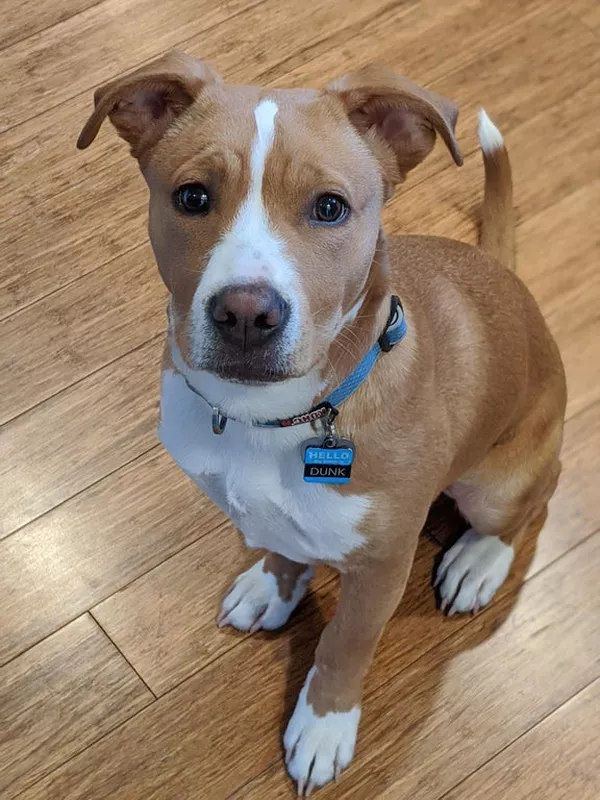 Cute pitbull puppy