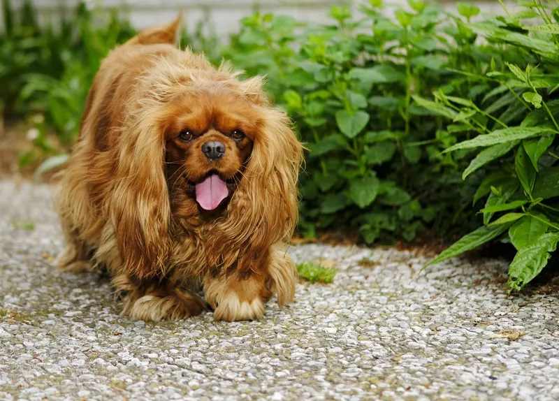 Cavalier King Charles spaniel