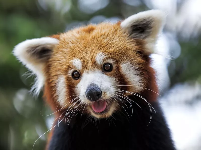 Red Panda