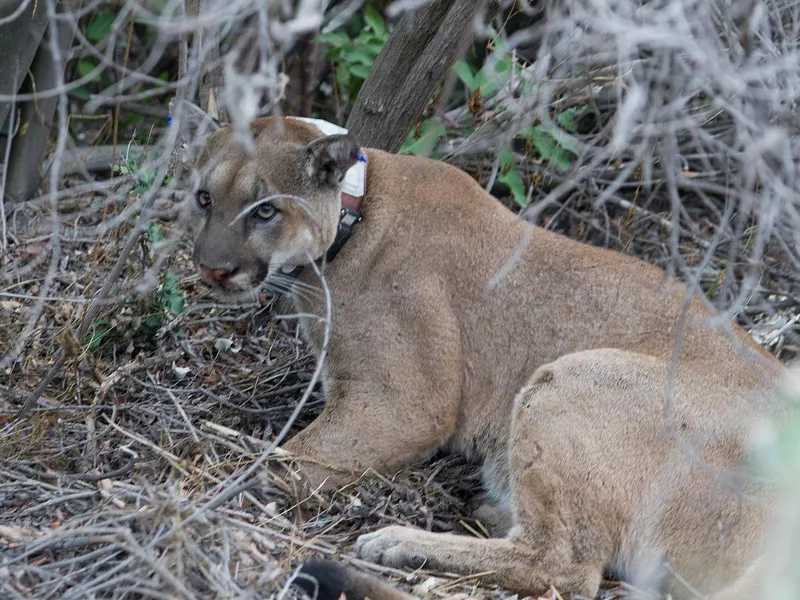 P-12 mountain lion with collar